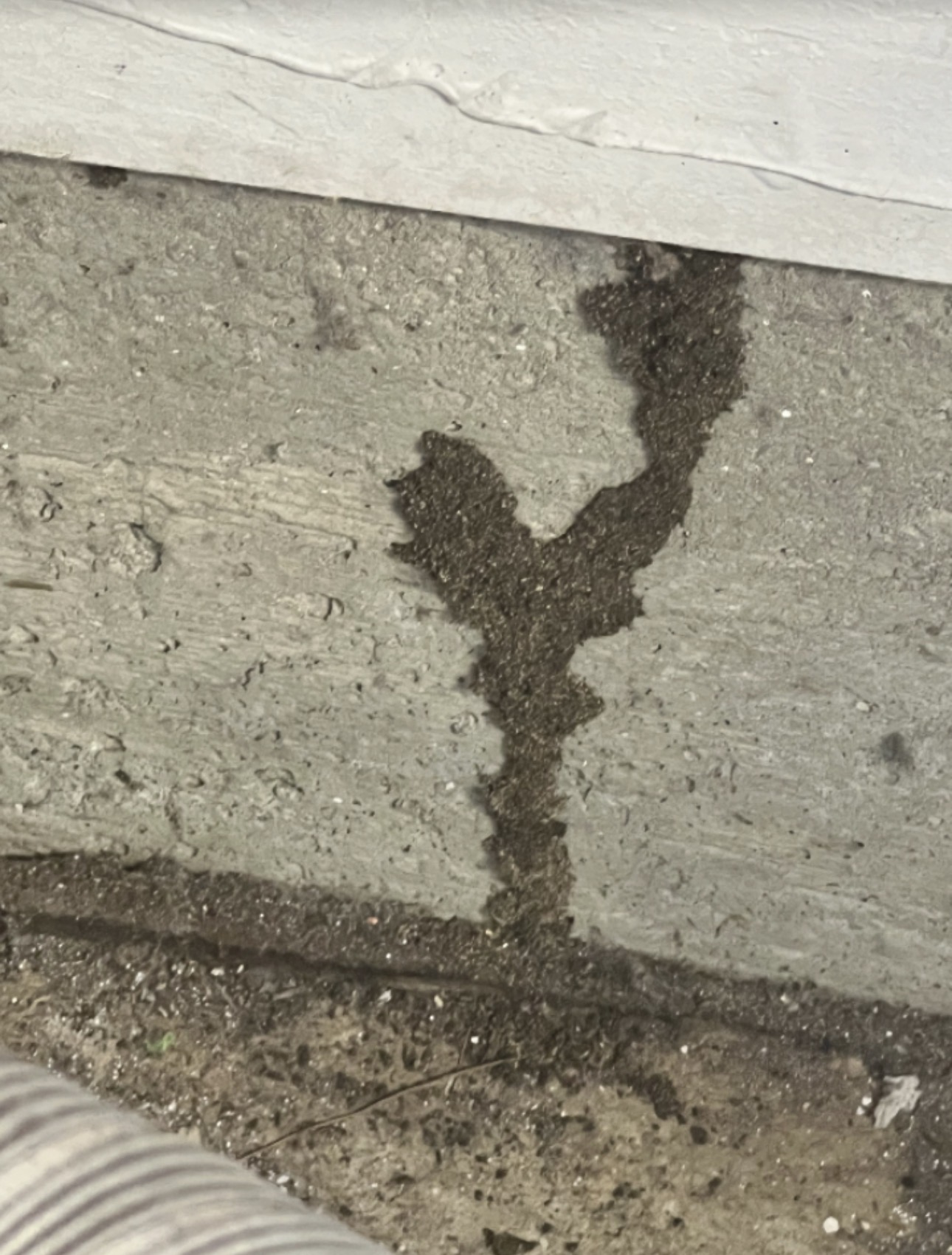 Subterranean termite mud tube on a concrete foundation